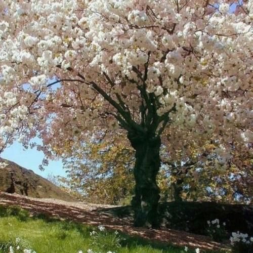 بانو فروزنده دا شیرین