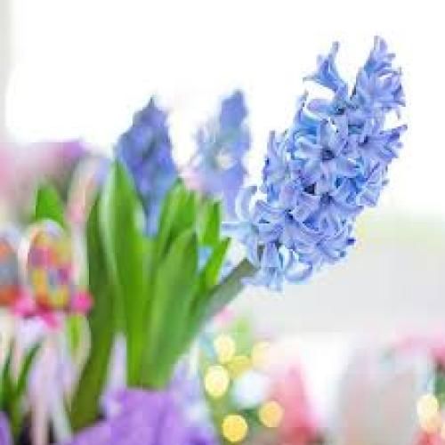 مهدی حاجی هادی مجبورم