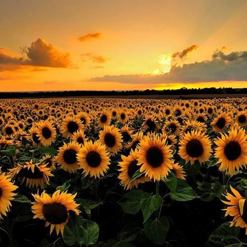 آزاده کبریا چشم به راه
