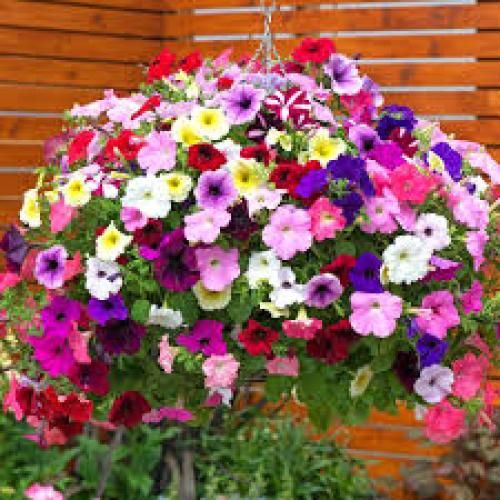 قاسم فاضلی نبیدی ببینی