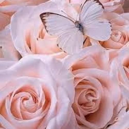 ساجده عبید موال واغنية لصعد الجمسي انطيني الدربيل