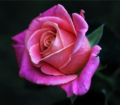 نرگس مختاری و سعید صالحی جومه نارنجی