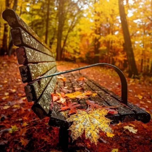 ساجده عبید صدكوني