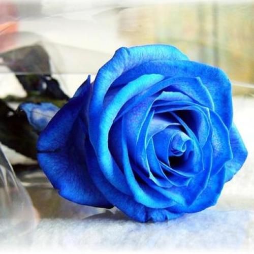  چقدر امشب دلم واسه تو پر میزنه