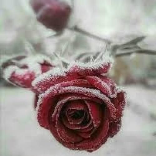 ساجده عبید عيوني تبجي