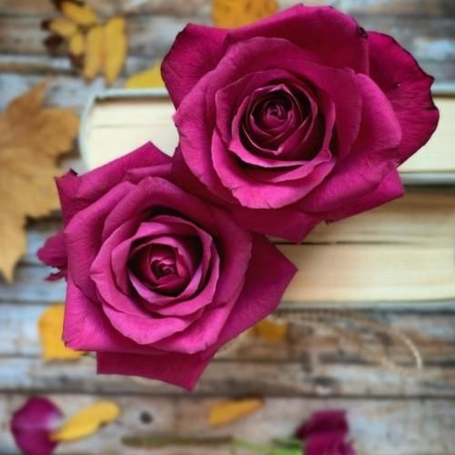 ساجده عبید موال واغنية محمد