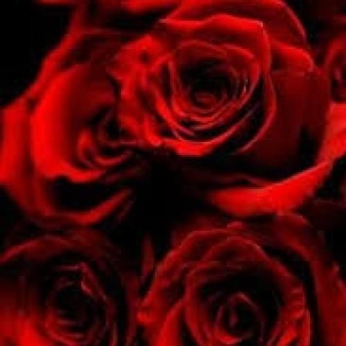 ساجده عبید موال واغنية هنا هنا