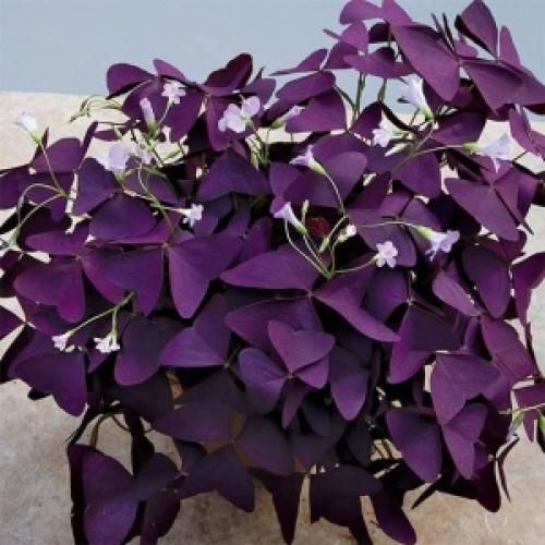 فاطمه مهلبان دلم پره