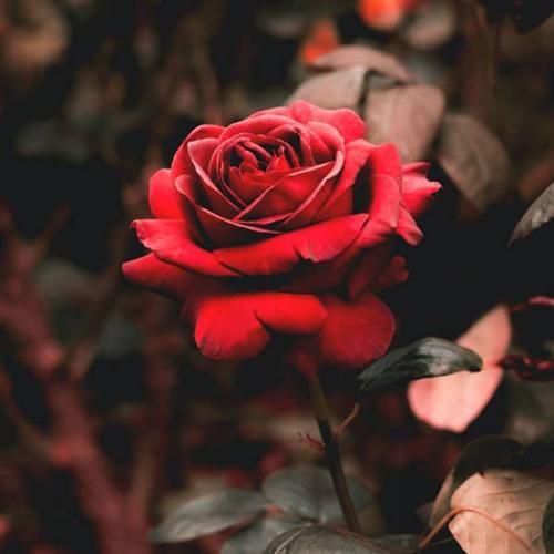 علیرضا زارع تنها