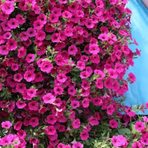 اها اها شویز ان بیزنس