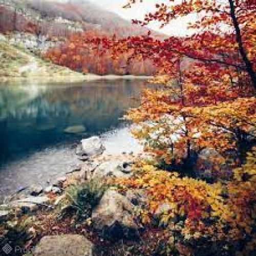 دمت آکالین بیز بولویور