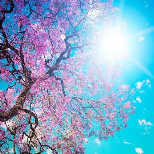 دمت آکالین کینا یاک