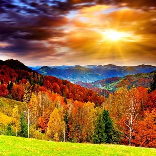 سیمین غانم قفس بارون