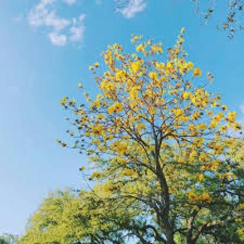 دمت آکالین وان میل