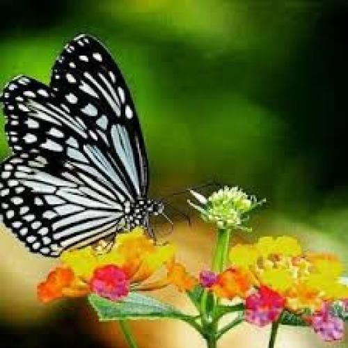ریمیکس محرمی