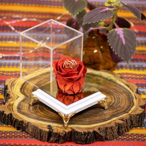  پدرم هی وصیت کرد که عاشق نشوم