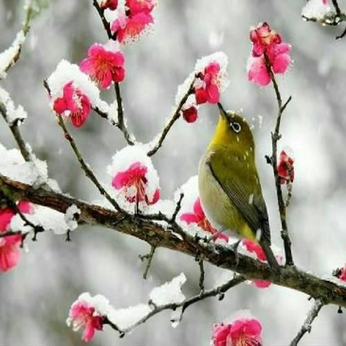 دمت آکالین گونایدن آبلا