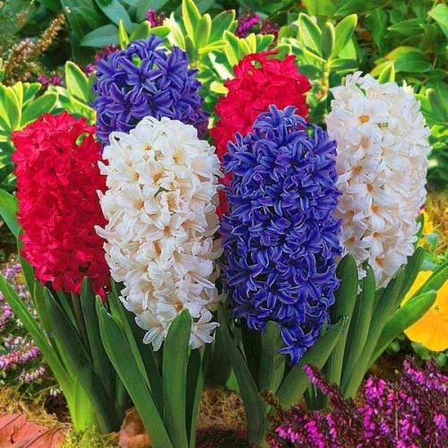 مهدی امیری تیه سوز