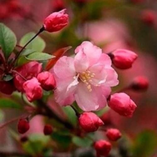 اشکان مقدمی داغ رفتنت یه عمره سوزونده قلب منو