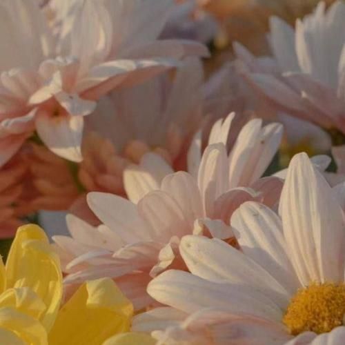 من دلم تنگه یه زنگته جز تو کسیو نیستم آخه