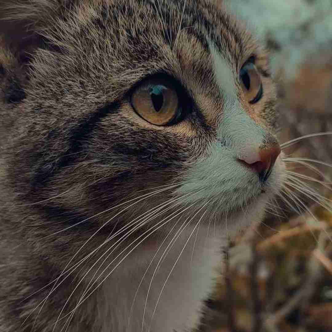 میدونم مقصرم باید تقاصشم بدم