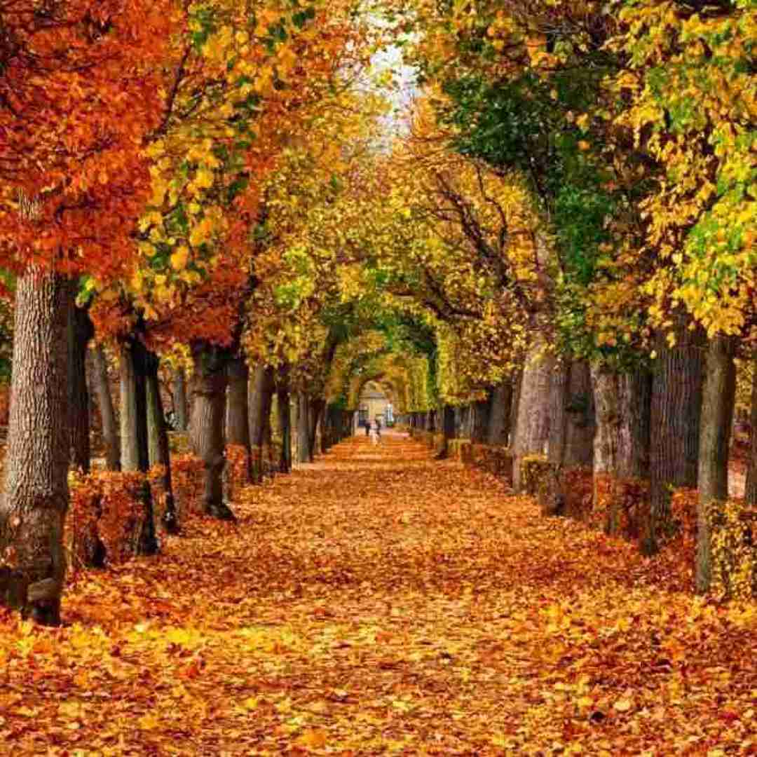 مستی قشنگه یار ته ساقی بوشه