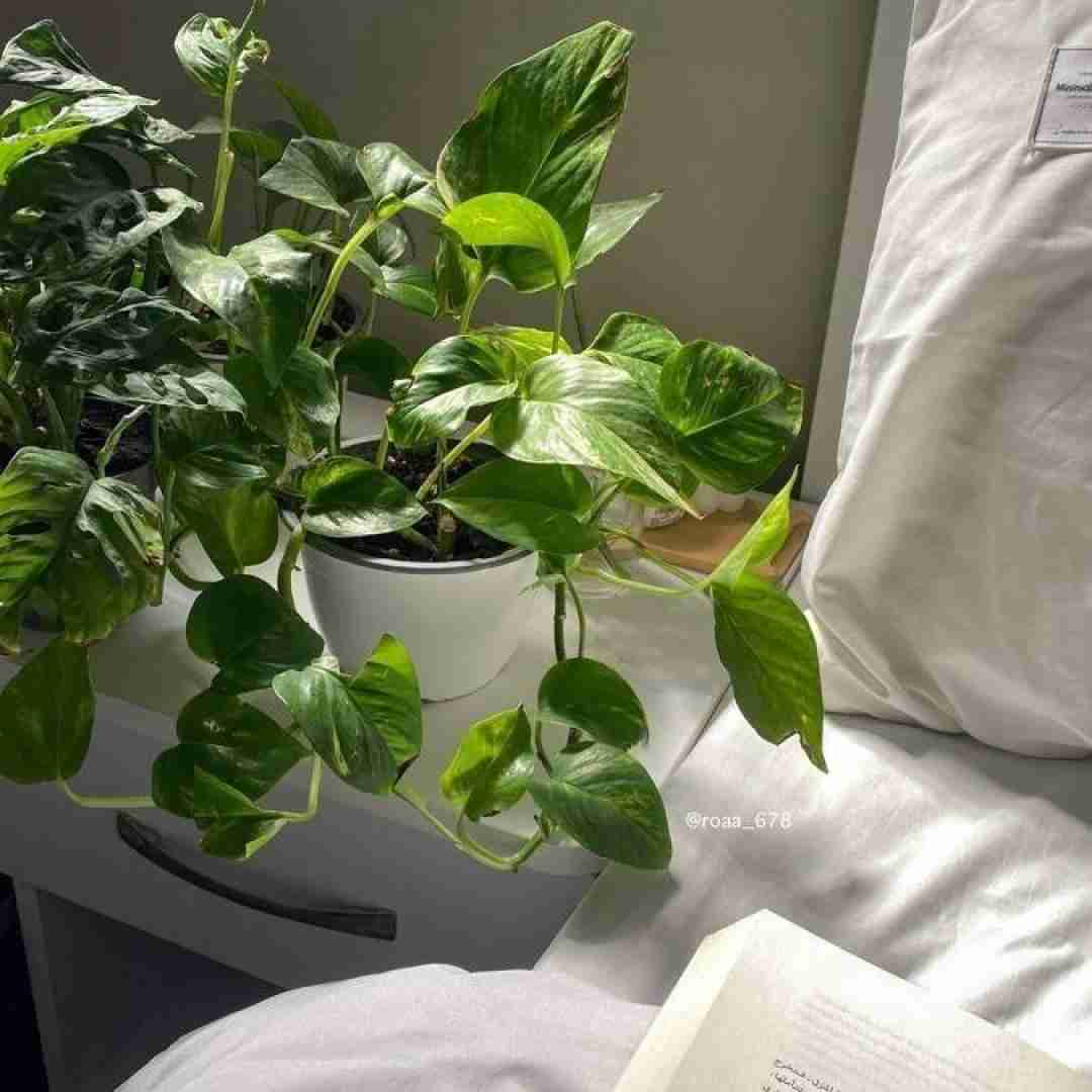 ته دیوانه ترینمه اره من تسه میمیرمه