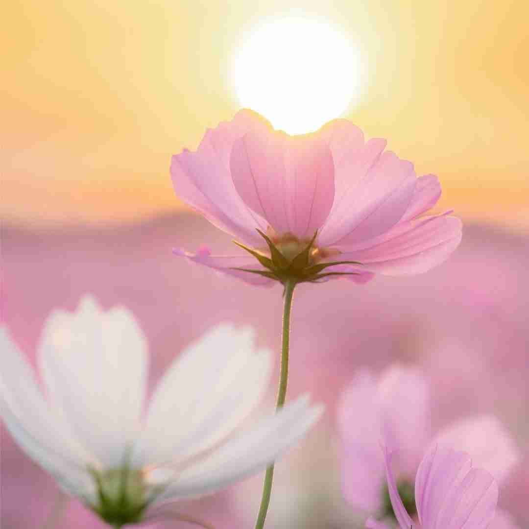 دلم دلم دل ساده ی عاشق از همه رنجیده