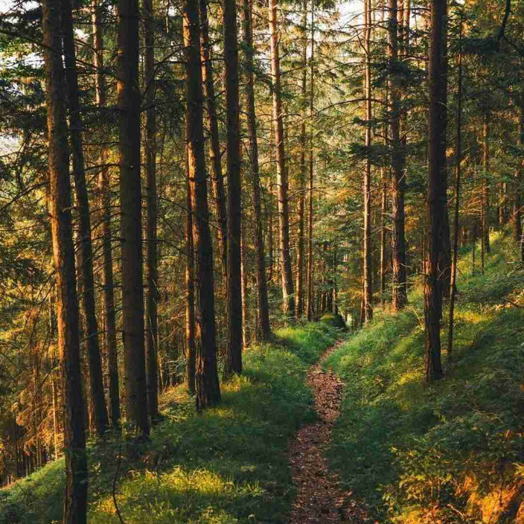 امیر حسینی قلب بنفش
