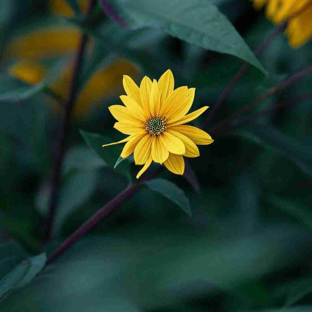 مدل موهام عوض شده کپ تازه دومادام (ترند اینستایی)