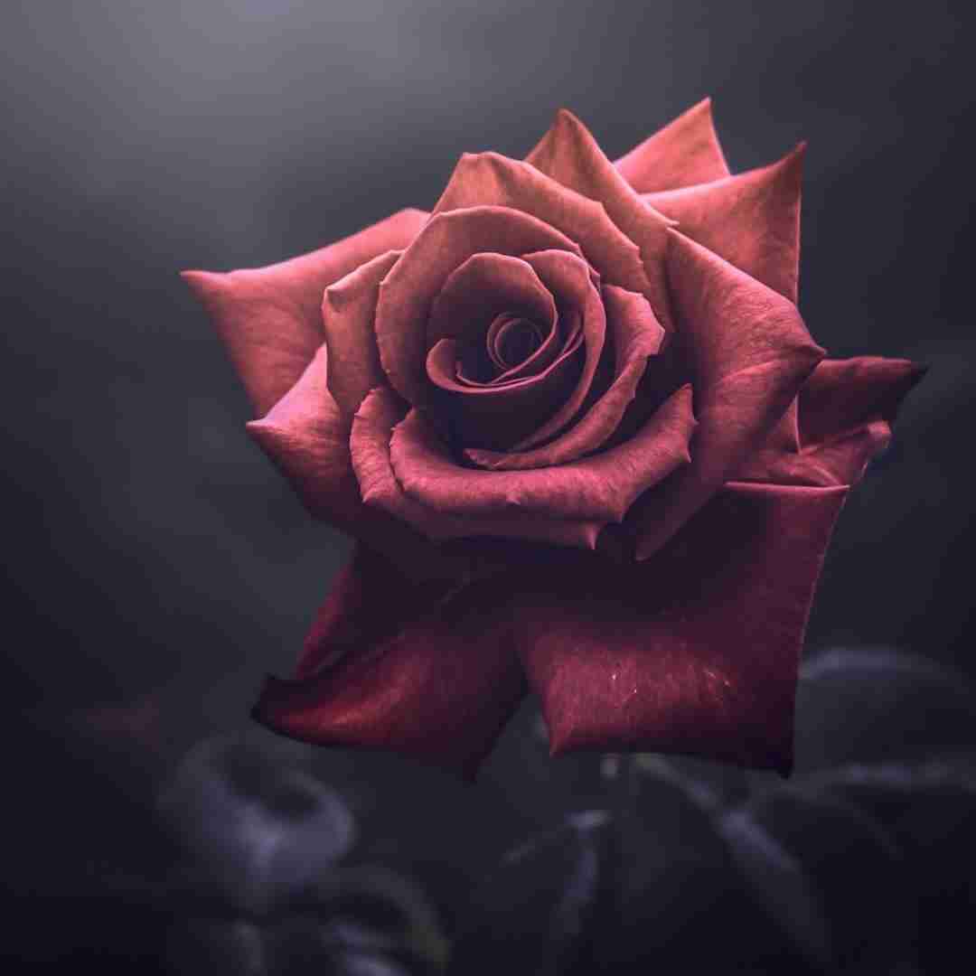 اتل متل توتوله گاو حسن چجوره نه شیر