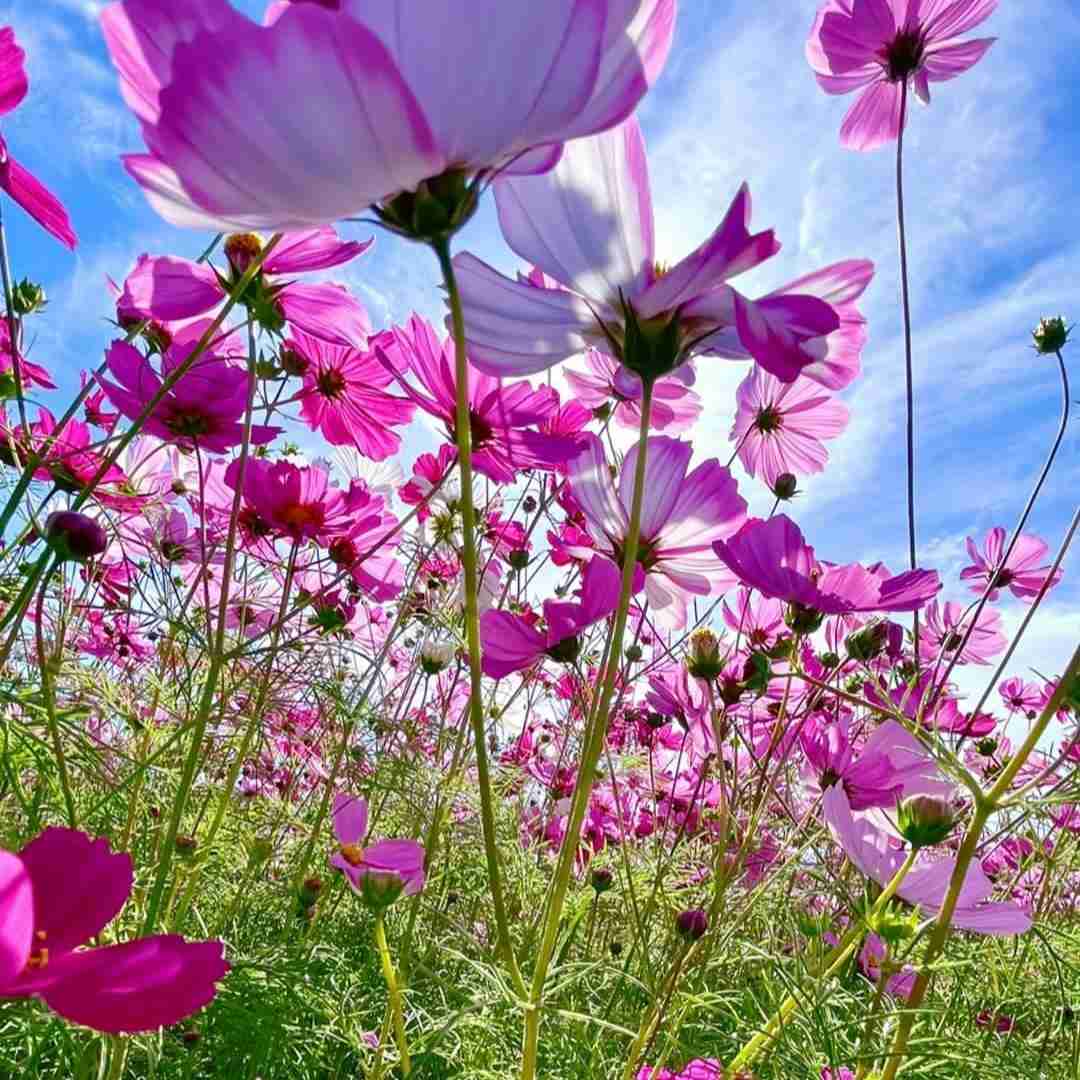  دوباره باز پاییز آمد برگارو چید با صدای دختر اینستایی