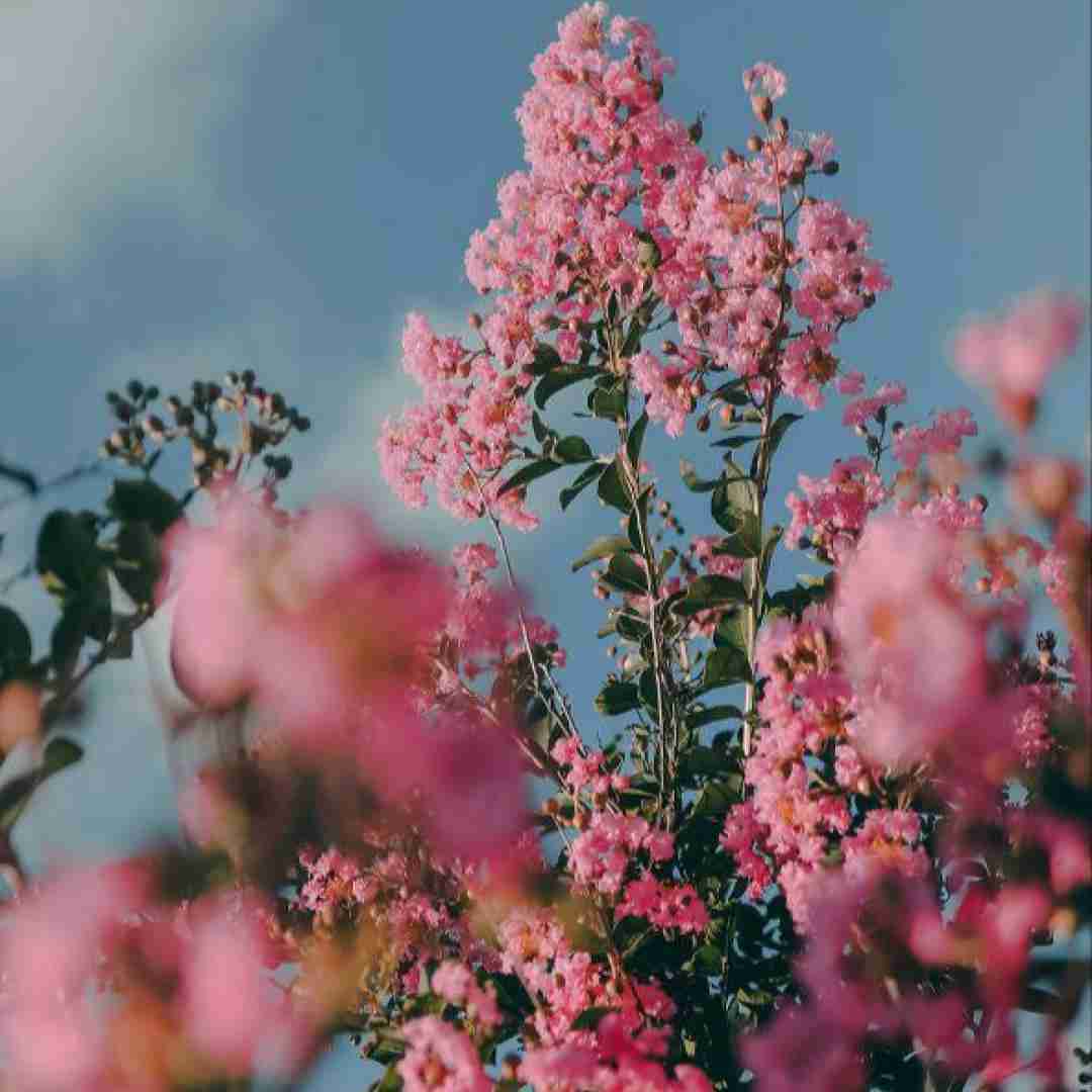  یه گل سرخ یادته دادی بهم من شدم بازیچه دیگه برو