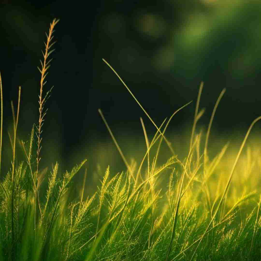 فاطمه عطایی قلندر من غریبمه