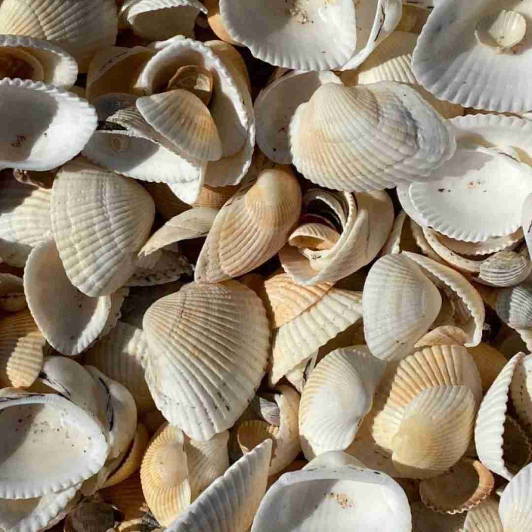  صدفم مروارید تو تنها مونده قبل این که بری