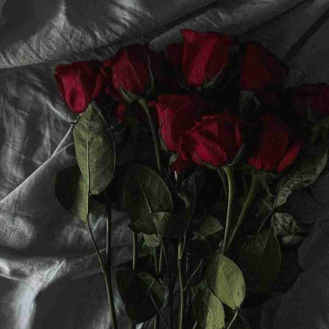 یار عزیزم بی مو جر کرده نازتو میخرم گرون