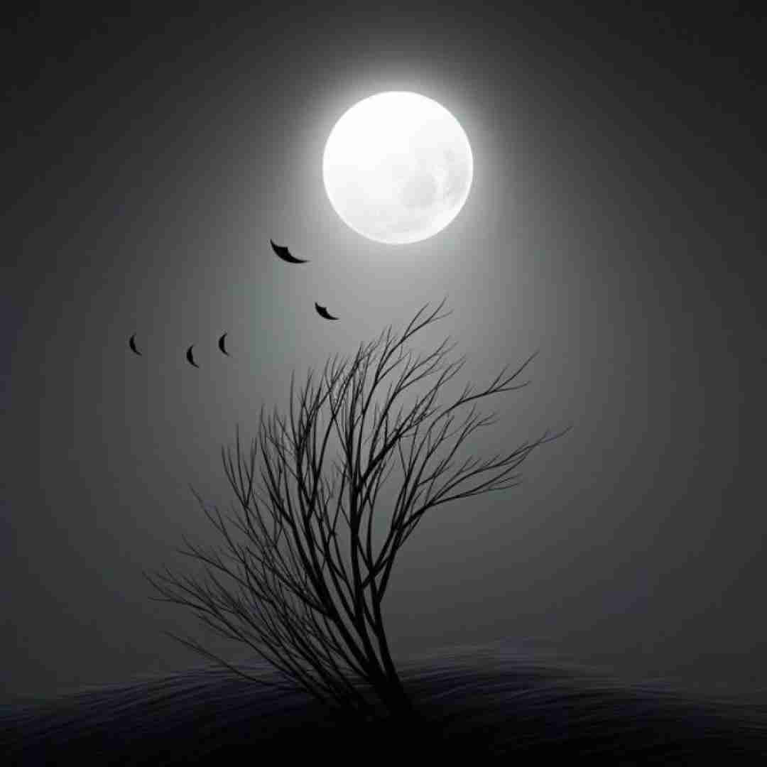 دیارا یار عزیزم بی مو جر کرده