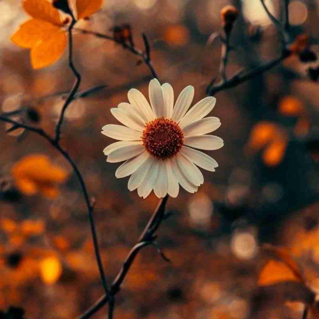 از تابستون رفتی تو این همه وقته داره نم نم میزنه برف