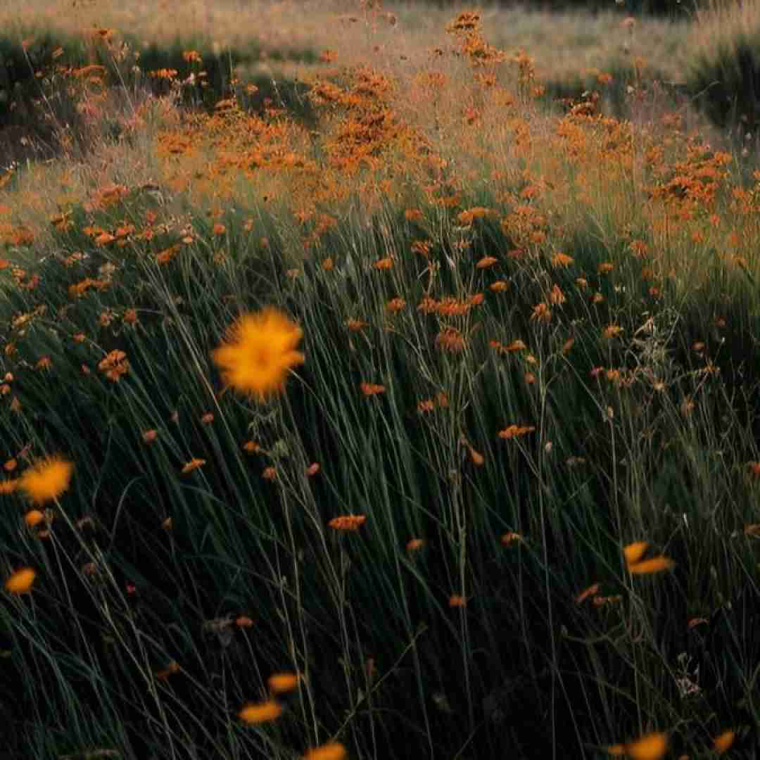  اگه میخوای بری برو من ندارم دلشو میخوای دیوونم کنی
