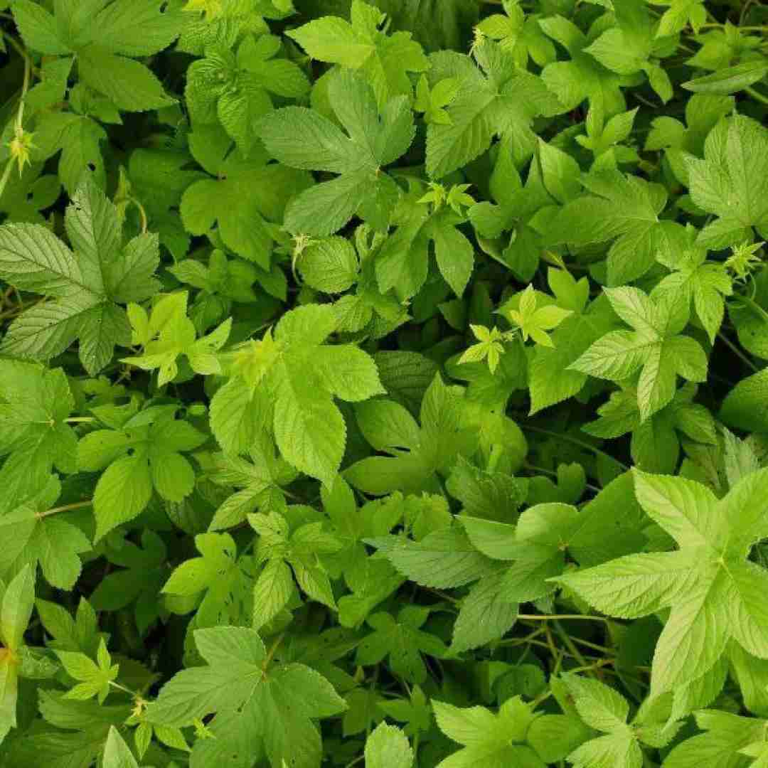 دوست داری باز واسم ناز کنی نه بیب چشاش قرمزه یعقوب یعقوب کیه
