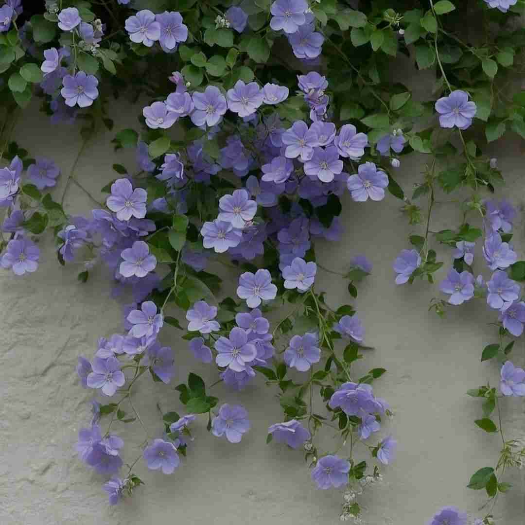  دلم برات تنگه پرم از دلهره استرس جون من زنگ بزن (ترند اینستایی)