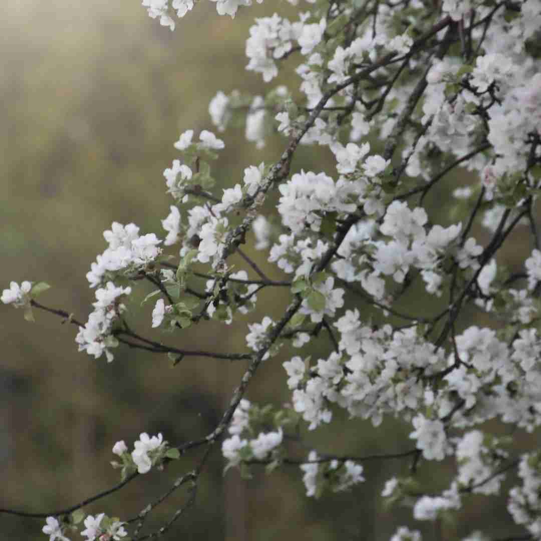 نوشتان باد و غم تنهایی و ویرانه ی من با صدای زن