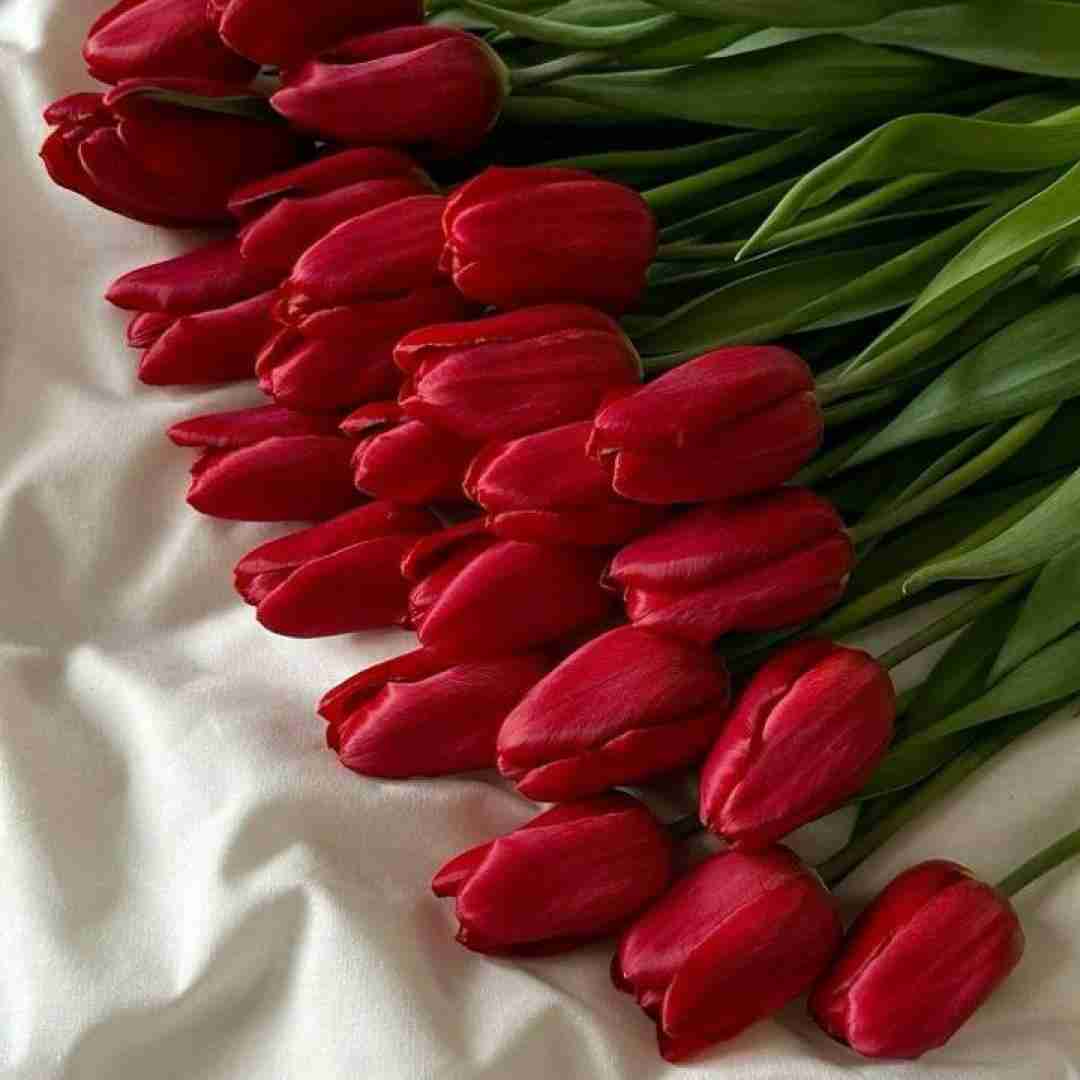 احمق چیکار کردی کشیدی رو سیاهرگ