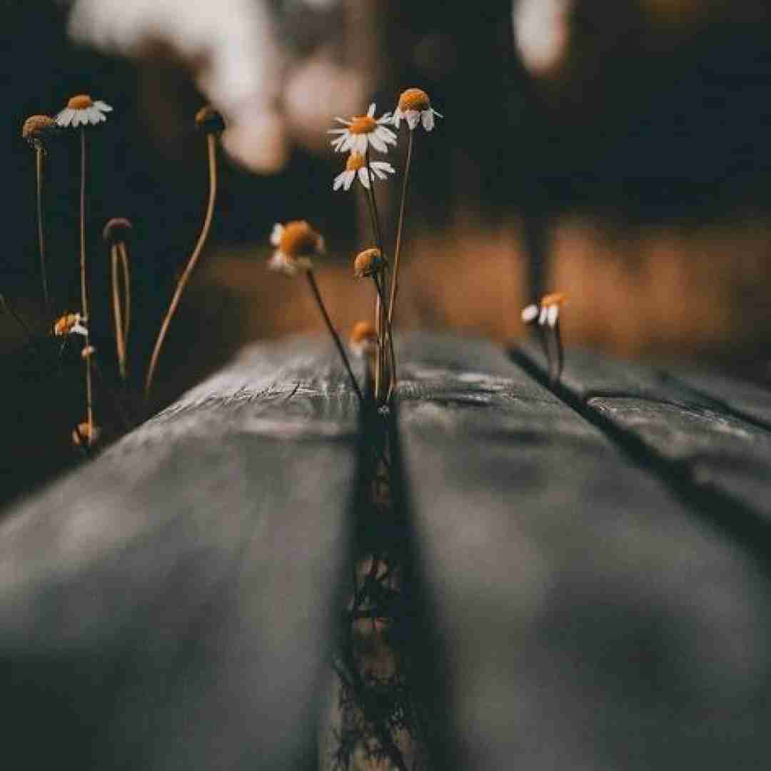شقایق نبودی به پات جون بذارم تو نازم نبودی با صدای پسر اینستایی