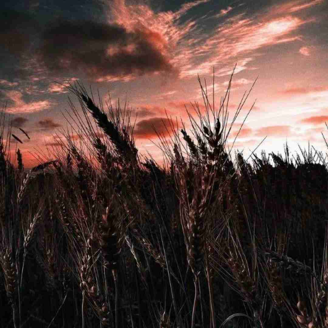 دلم از هرچی شبه دلگیره سیره (ترند اینستایی)