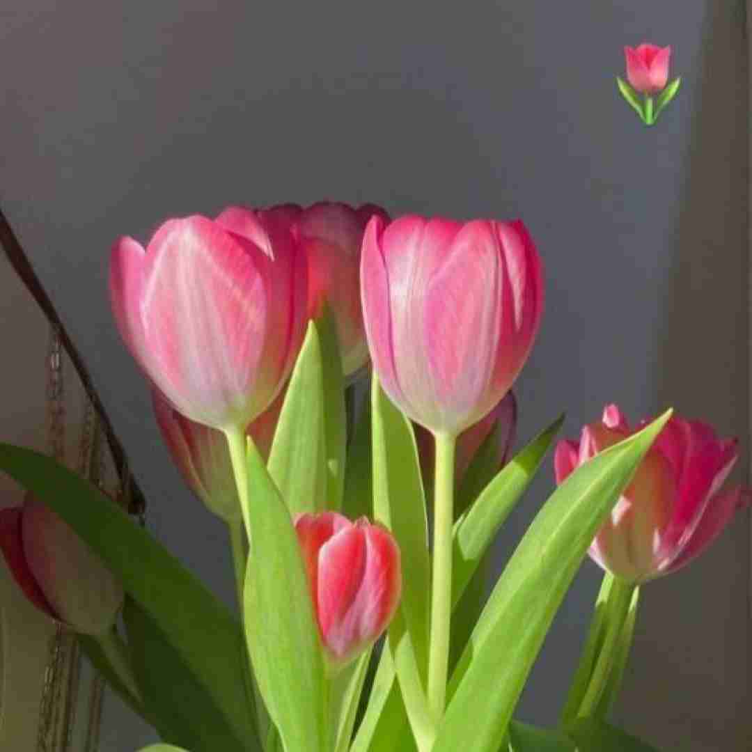ماهک یه کلا چهل کلا کردن و دینم بلال