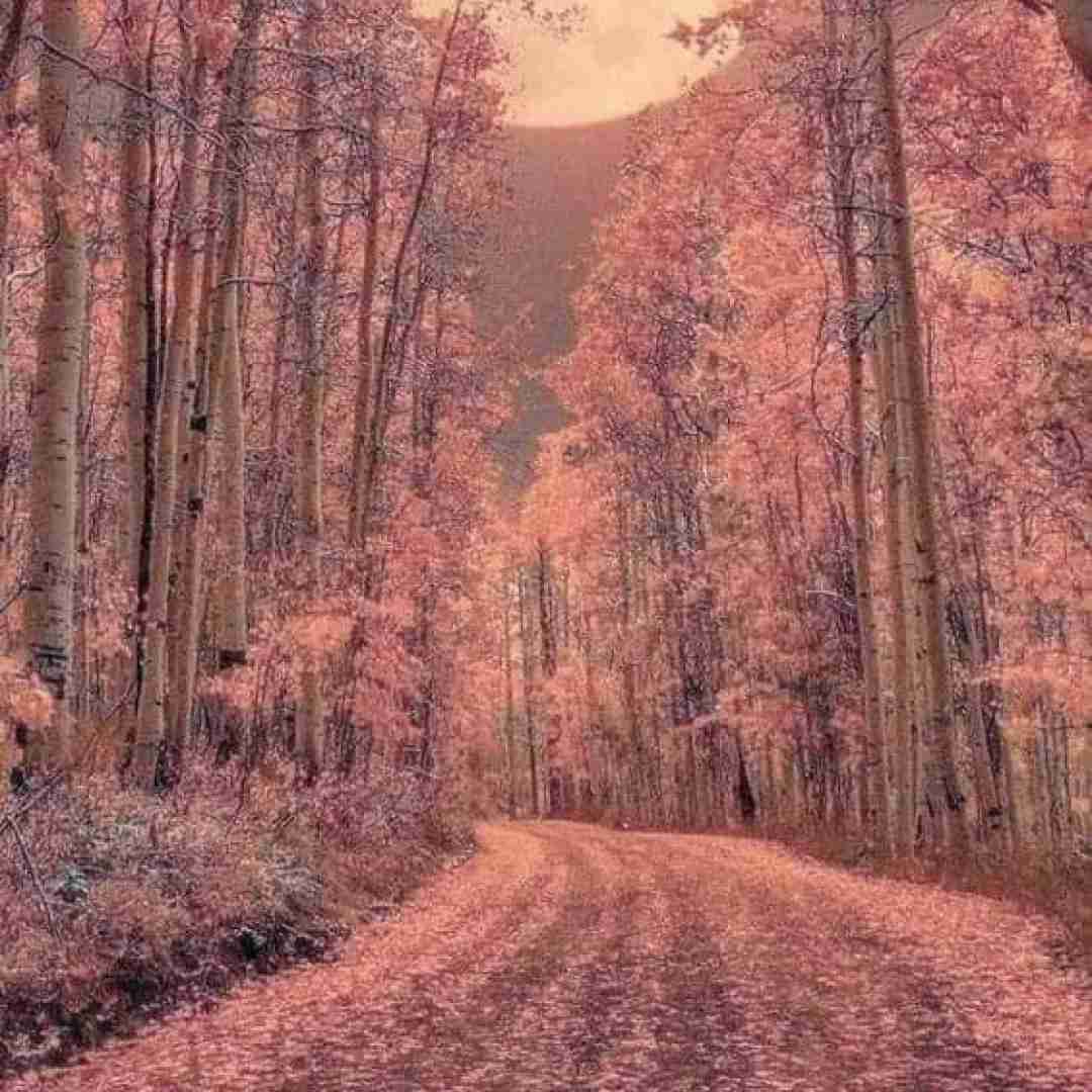 هله هله دستا بالا بالا بالا باریکلا یالا یالا (معروف اینستایی)