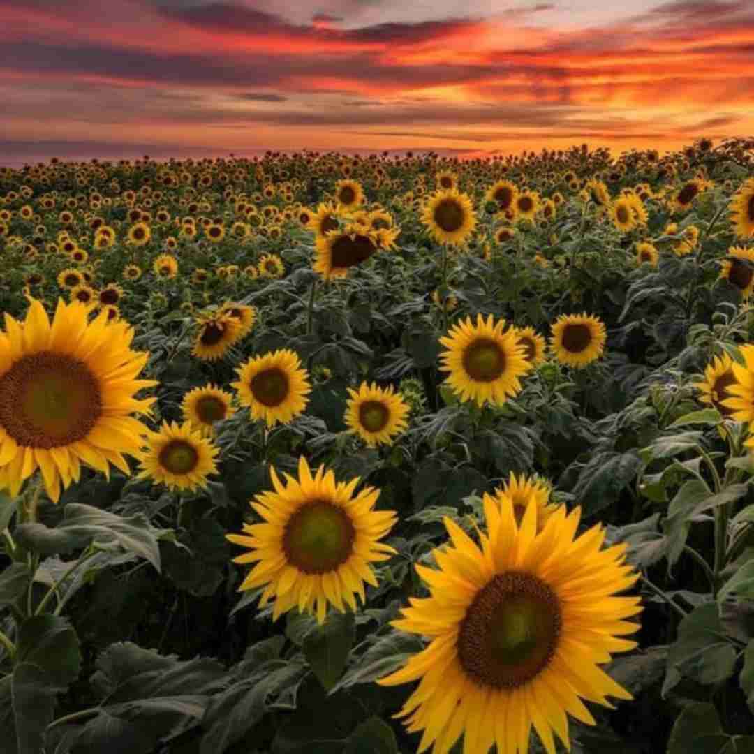  ای خدا کوروم بکن من مال نگردم اونم گذاشت رفت