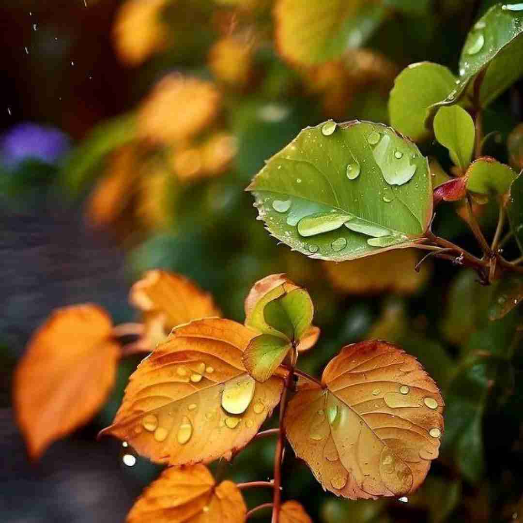  بعد پر پر شدنت ای گل زیبا چه کنم با صدای پسر