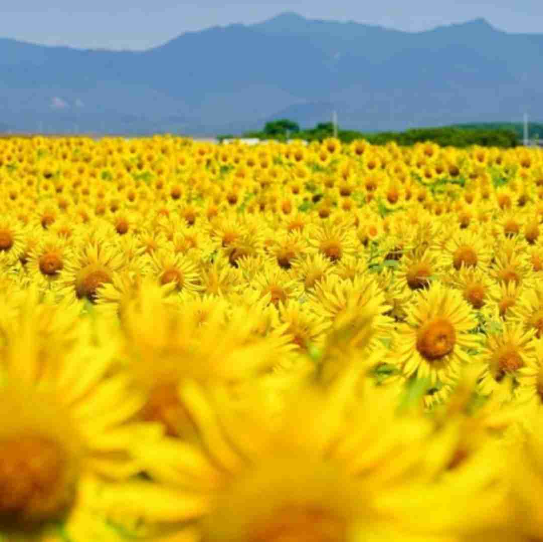  رفته رو مخم زندگی دیگه خودم واسه خودم زنده نیست (ترند اینستایی)